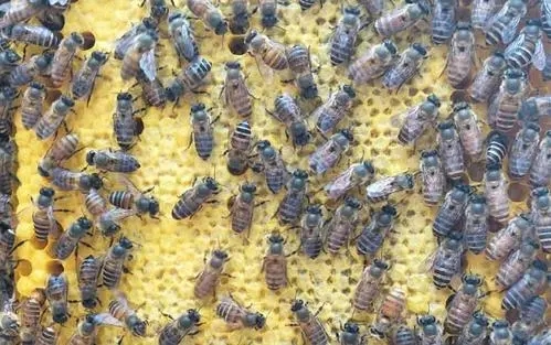 越冬期工蜂產(chǎn)卵怎么辦 越冬期工蜂產(chǎn)卵怎么辦