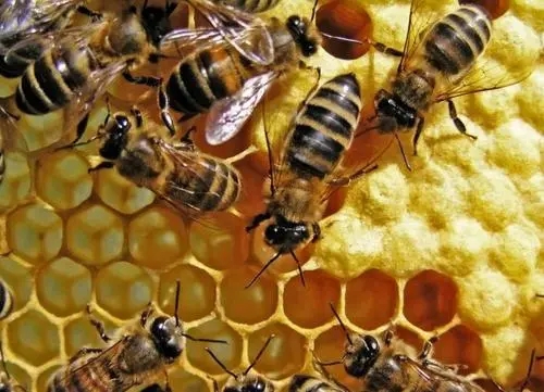 越冬期工蜂產(chǎn)卵怎么辦 越冬期工蜂產(chǎn)卵怎么辦