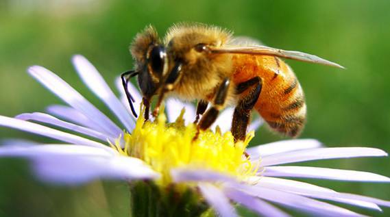蜂王沒產卵工蜂也采粉嗎（蜂群失王后，工蜂還會采蜜嗎）
