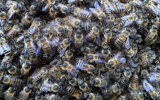 阿壩中蜂的養殖方法(阿壩中蜂高效養殖管理技術) 阿壩中蜂的養殖方法(阿壩中蜂高效養殖管理技術)