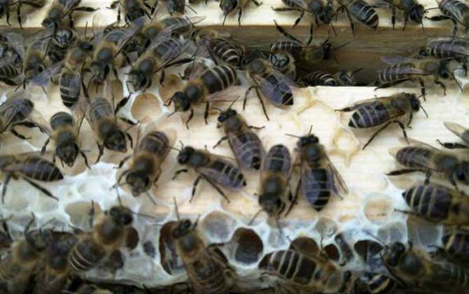 阿壩中蜂的養殖方法(阿壩中蜂高效養殖管理技術) 阿壩中蜂的養殖方法(阿壩中蜂高效養殖管理技術)