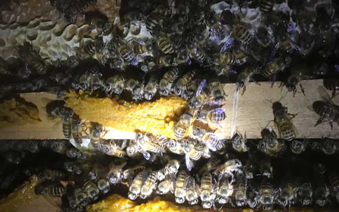 阿壩中蜂的養殖方法(阿壩中蜂高效養殖管理技術) 阿壩中蜂的養殖方法(阿壩中蜂高效養殖管理技術)