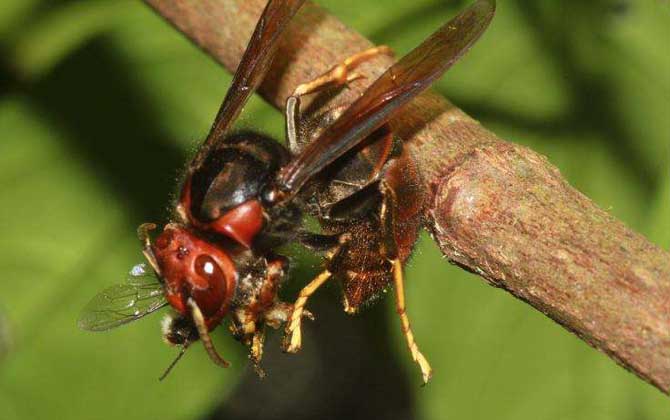 虎頭蜂和黃蜂有什么區別(虎頭蜂和黃蜂的對比) 虎頭蜂和黃蜂有什么區別(虎頭蜂和黃蜂的對比)
