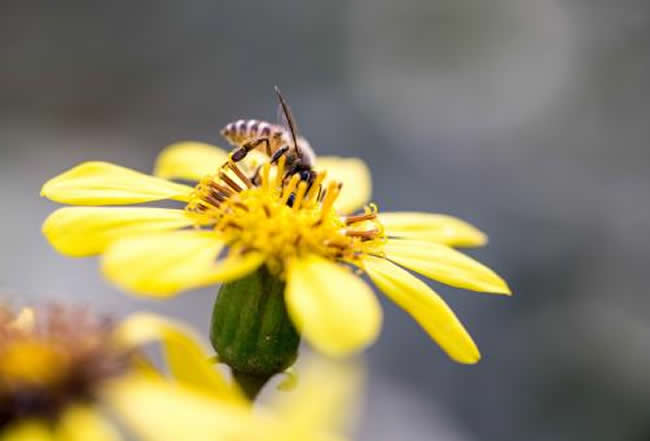 【蜜蜂知識】新手怎么才能養好蜜蜂? 新手怎么才能養好蜜蜂?