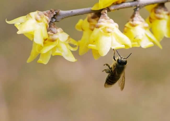 【蜜蜂知識】新手怎么才能養好蜜蜂? 新手怎么才能養好蜜蜂?