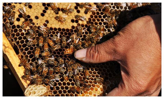 停產群怎么換王(蜜蜂怎么換王) 停產群怎么換王(蜜蜂怎么換王)