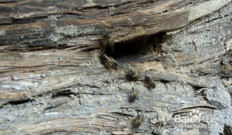 十一月收回來的蜜蜂能養活嗎(蜜蜂是如何過冬的) 十一月收回來的蜜蜂能養活嗎(蜜蜂是如何過冬的)