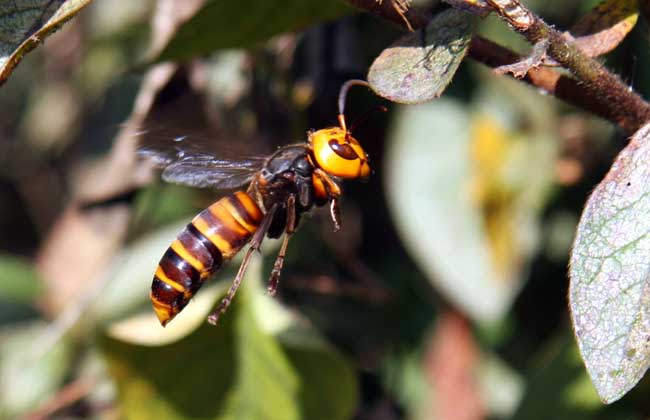 大虎頭蜂真能蜇死人嗎？(扒一扒虎頭蜂的厲害)