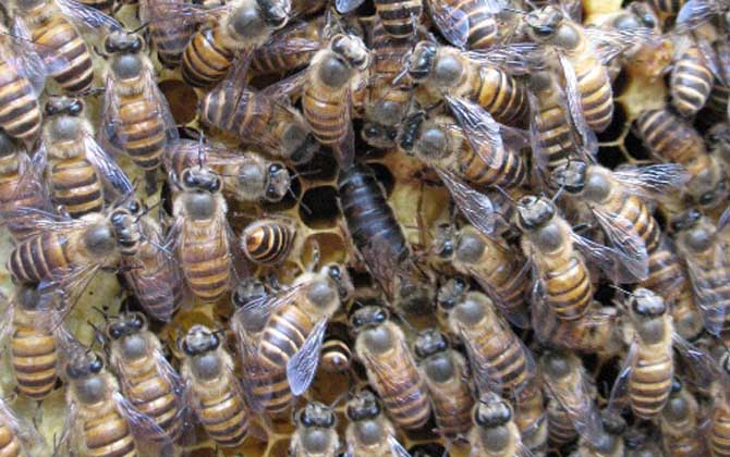 怎樣才能購買到真正的純種阿壩中蜂蜂王(阿壩中蜂原種如何購買) 怎樣才能購買到真正的純種阿壩中蜂蜂王(阿壩中蜂原種如何購買)