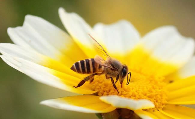 為什么蜜蜂繁殖率不高? 為什么蜜蜂繁殖率不高?