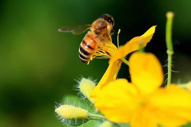 為什么蜜蜂繁殖率不高? 為什么蜜蜂繁殖率不高?