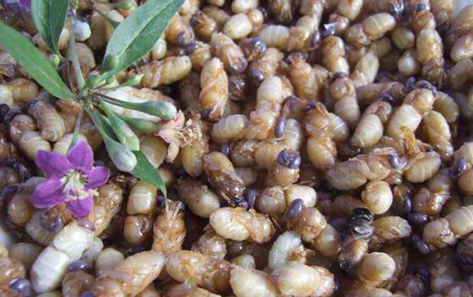 雄蜂蛹是怎么生產的(雄蜂蛹的作用和功效) 雄蜂蛹是怎么生產的(雄蜂蛹的作用和功效)