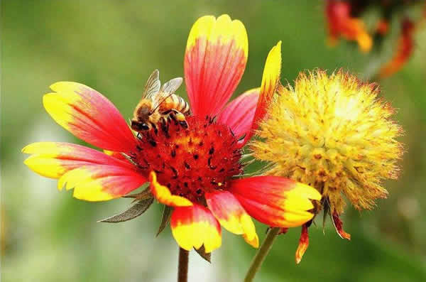 【蜜蜂知識】一窩蜜蜂可以有幾個(gè)蜂王? 【蜜蜂知識】一窩蜜蜂可以有幾個(gè)蜂王?