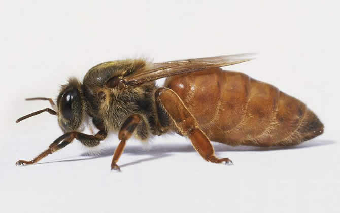 天山雪蜜的特征(天山雪蜜的功效特征) 天山雪蜜的特征(天山雪蜜的功效特征)