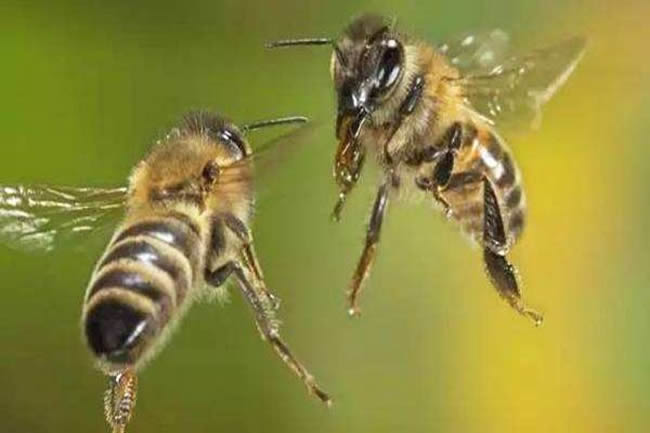 如何有效預(yù)防和制止盜蜂現(xiàn)象 如何有效預(yù)防和制止盜蜂現(xiàn)象