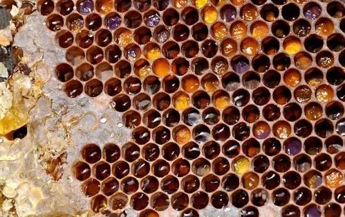 蜜蜂咬掉多余的巢礎(chǔ) 蜜蜂咬掉多余的巢礎(chǔ)