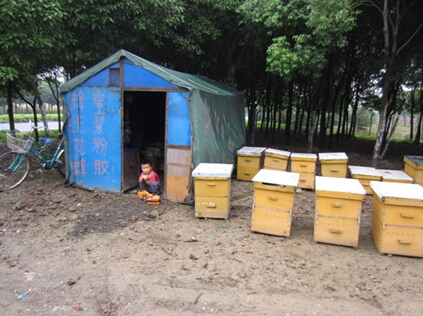 養蜂場與養蜂場之間應該多大距離(兩個蜂場的距離多遠合適) 養蜂場與養蜂場之間應該多大距離(兩個蜂場的距離多遠合適)