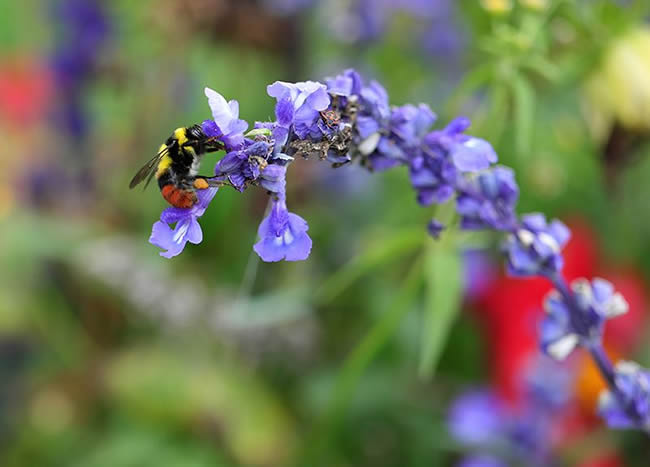 怎么區分工蜂和蜂王? 怎么區分工蜂和蜂王