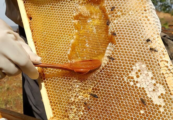 養(yǎng)蜂工具和蜂箱哪里有賣的(怎么買養(yǎng)蜂工具和蜂箱) 養(yǎng)蜂工具和蜂箱哪里有賣的(怎么買養(yǎng)蜂工具和蜂箱)