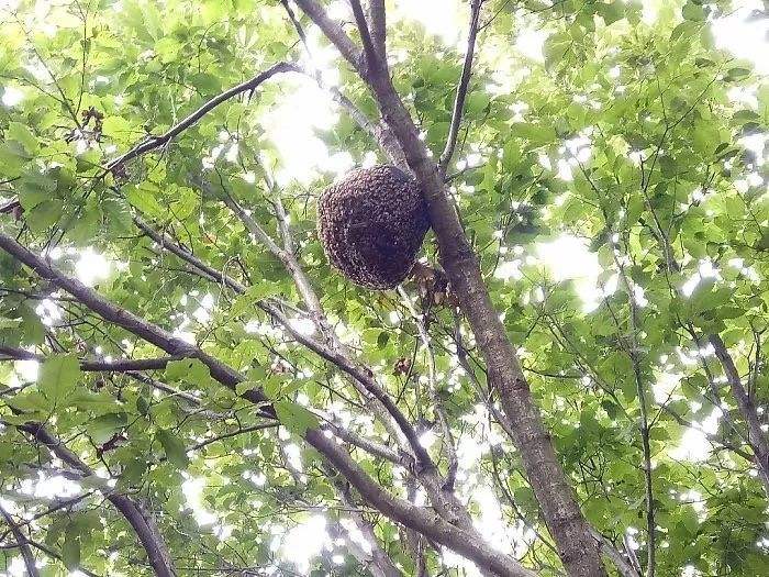 蜜蜂人工怎樣分蜂? 蜜蜂人工怎樣分蜂?