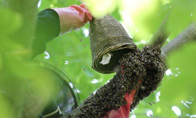 蜜蜂人工怎樣分蜂? 蜜蜂人工怎樣分蜂?