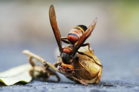 中國大虎頭蜂冬眠嗎(大虎頭蜂什么時候冬眠) 中國大虎頭蜂冬眠嗎(大虎頭蜂什么時候冬眠)