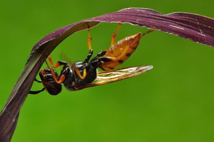 什么是工蜂交尾群(交尾群是什么意思) 什么是工蜂交尾群(交尾群是什么意思)