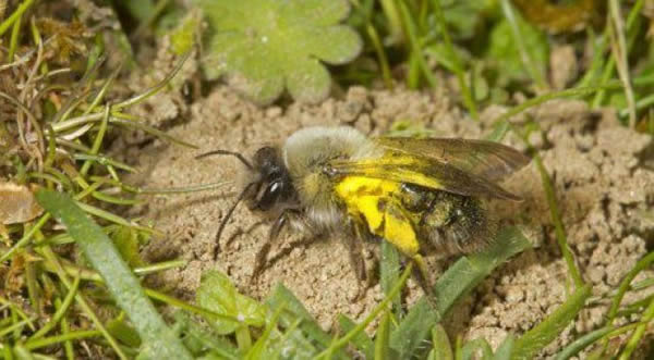 安德娜·瓦加蜂 安德娜·瓦加蜂