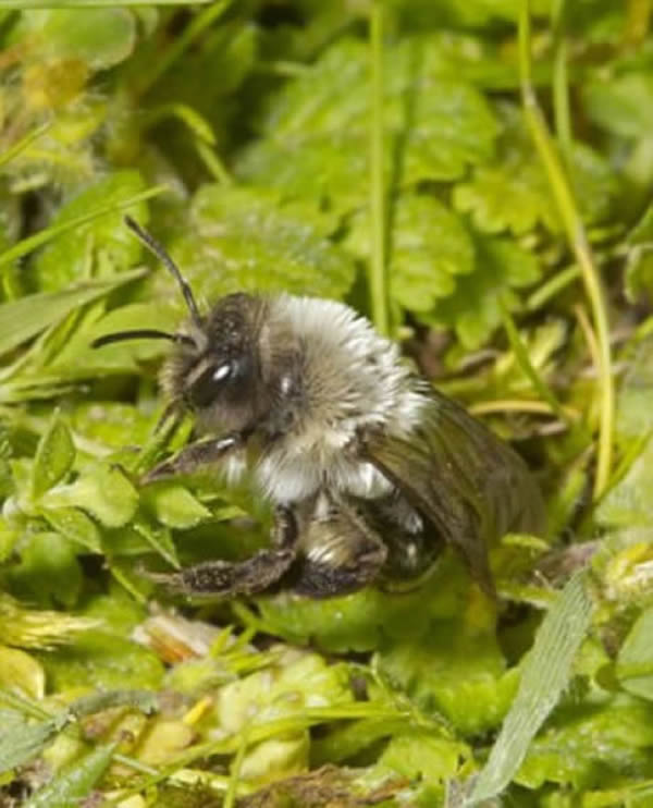 安德娜·瓦加蜂 安德娜·瓦加蜂