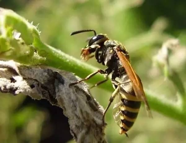 七里游胡蜂最多的地方在哪里？