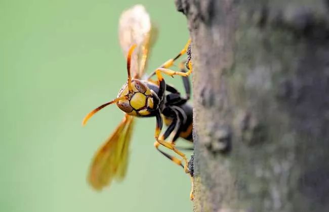七里游胡蜂最多的地方在哪里？