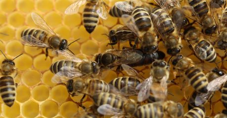 處女王一般下午幾點(diǎn)交尾（處女王一般什么時(shí)候婚飛）