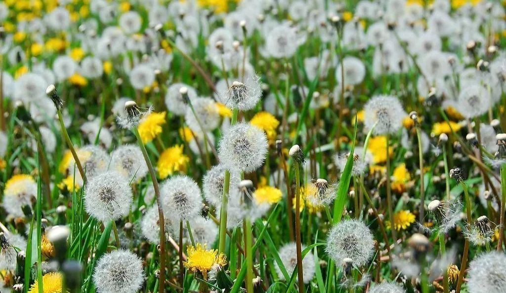 蒲公英什么時候開花? 蒲公英什么時候開花?