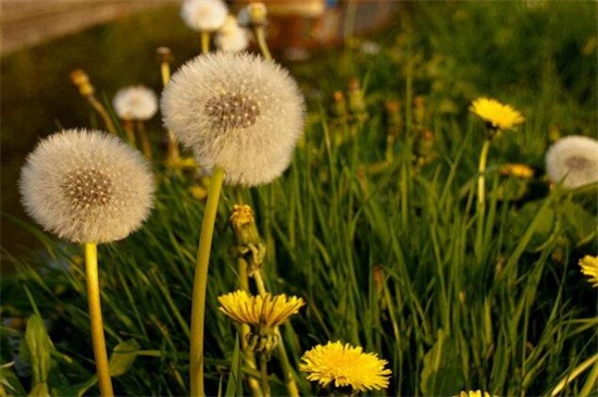 蒲公英什么時候開花? 蒲公英什么時候開花?