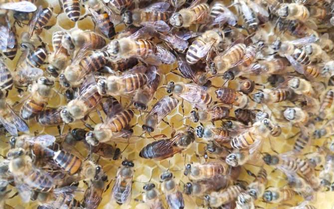 蜜蜂最少多少只工蜂才能發(fā)展 蜜蜂最少多少只工蜂才能發(fā)展