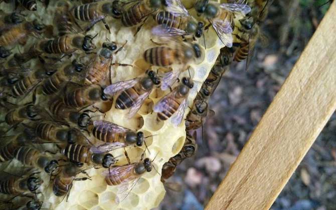 蜜蜂最少多少只工蜂才能發(fā)展 蜜蜂最少多少只工蜂才能發(fā)展