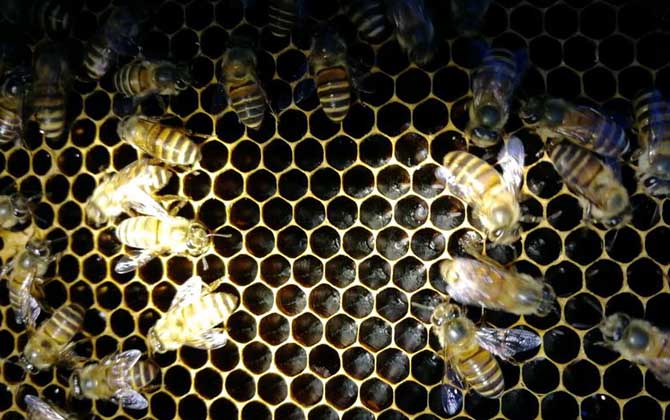 蜜蜂最少多少只工蜂才能發(fā)展 蜜蜂最少多少只工蜂才能發(fā)展