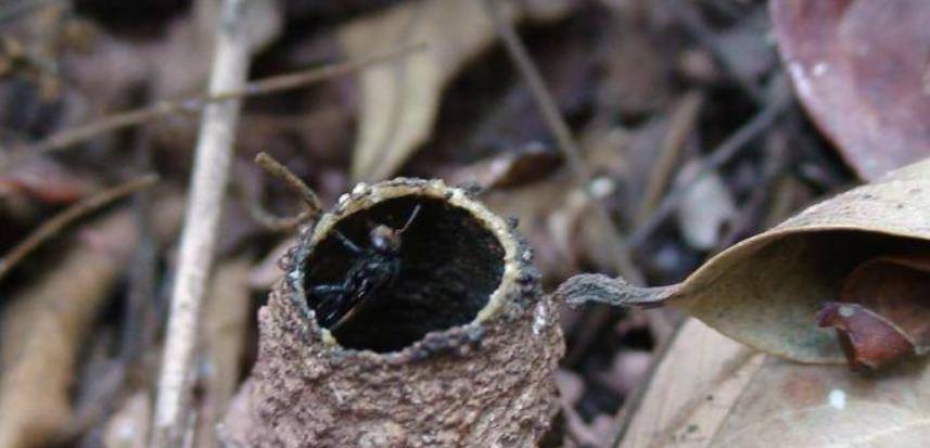 酸蜂適合在哪些地方養殖(酸蜂的養殖環境和方法) 酸蜂適合在哪些地方養殖(酸蜂的養殖環境和方法)