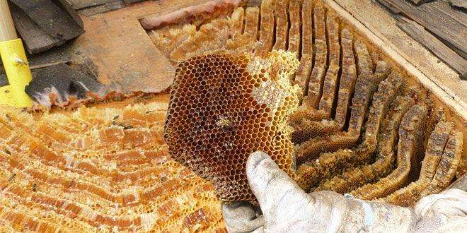 新蜂箱過箱怎么處理? 新蜂箱過箱怎么處理?