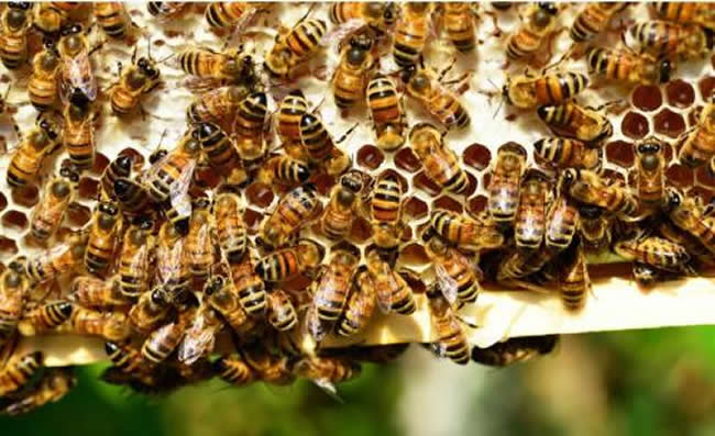 新蜂箱過箱怎么處理? 新蜂箱過箱怎么處理?