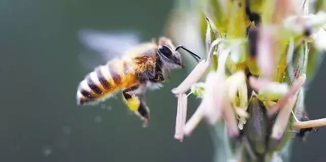 中蜂雜交王好還是阿壩蜂王好(阿壩蜂王是最好的蜂王嗎) 中蜂雜交王好還是阿壩蜂王好(阿壩蜂王是最好的蜂王嗎)