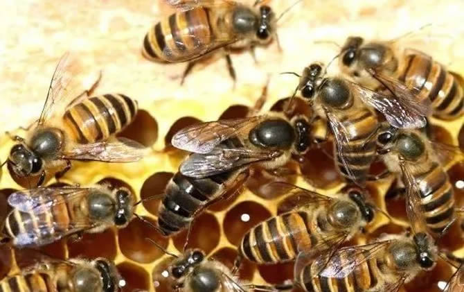 挑選蜂群 挑選蜂群