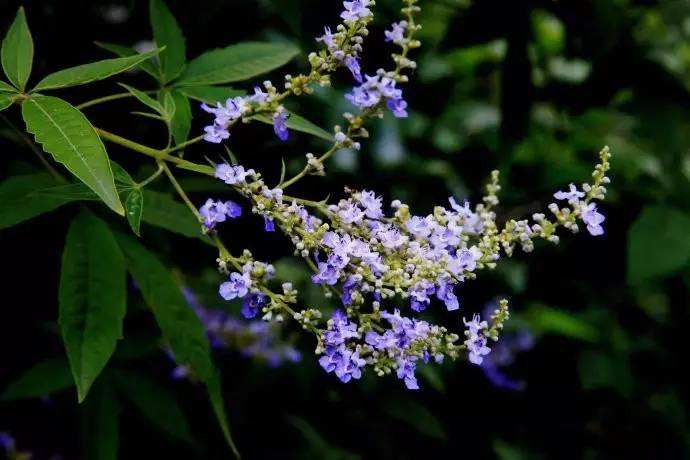 在農村養殖蜜蜂賺錢嗎? 在農村養殖蜜蜂賺錢嗎?