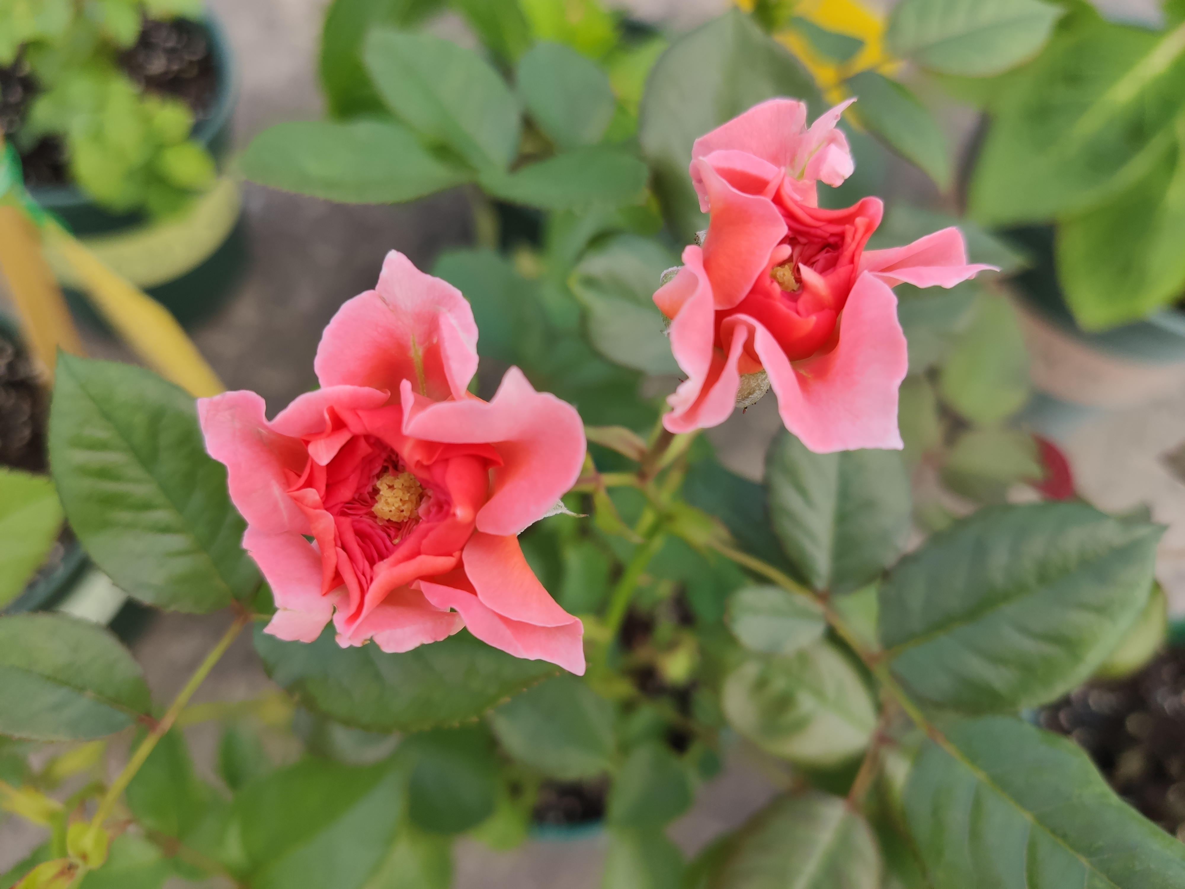 怎么對(duì)付切葉蜂(切葉蜂怎么防治) 怎么對(duì)付切葉蜂(切葉蜂怎么防治)