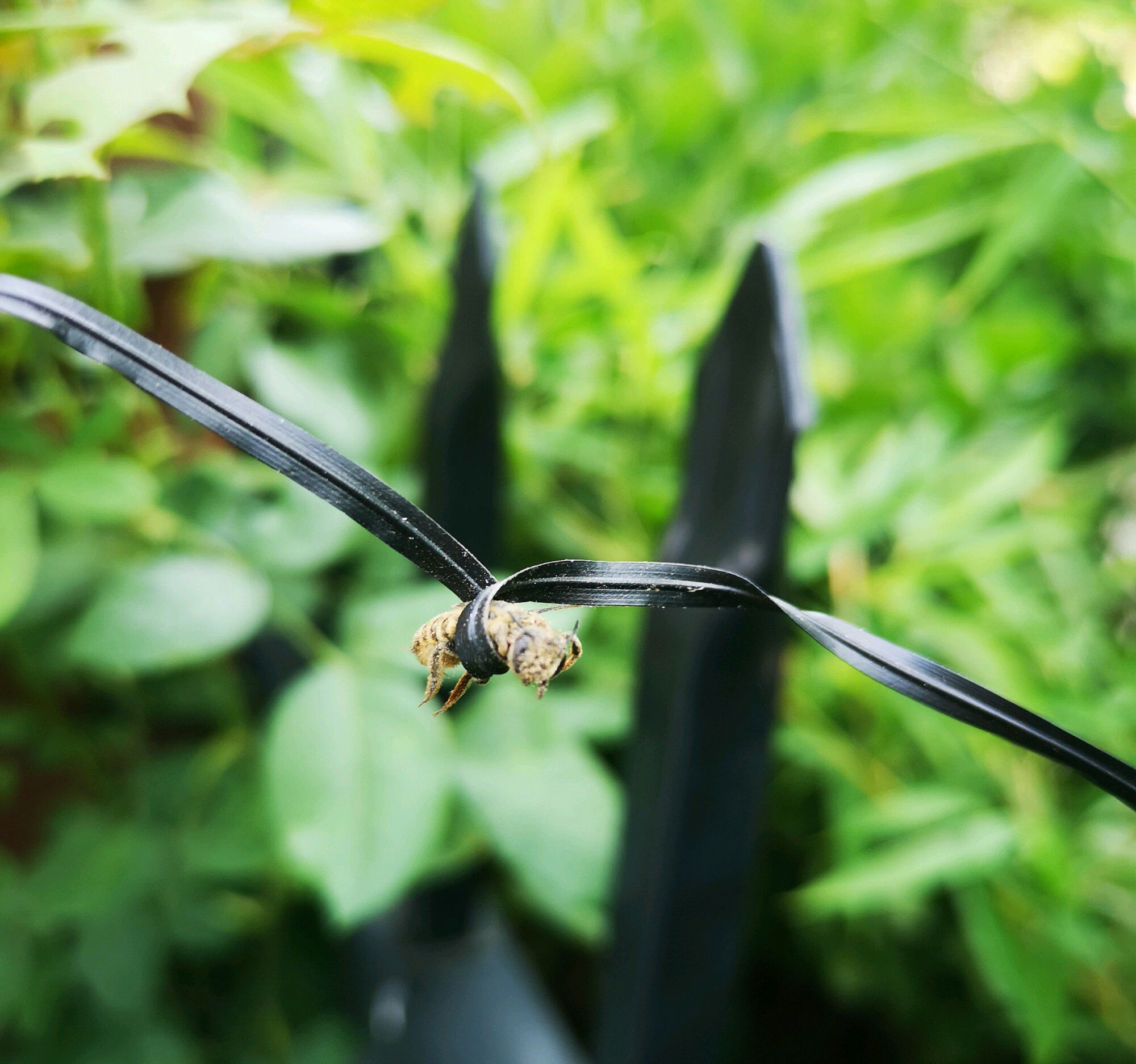 怎么對(duì)付切葉蜂(切葉蜂怎么防治) 怎么對(duì)付切葉蜂(切葉蜂怎么防治)