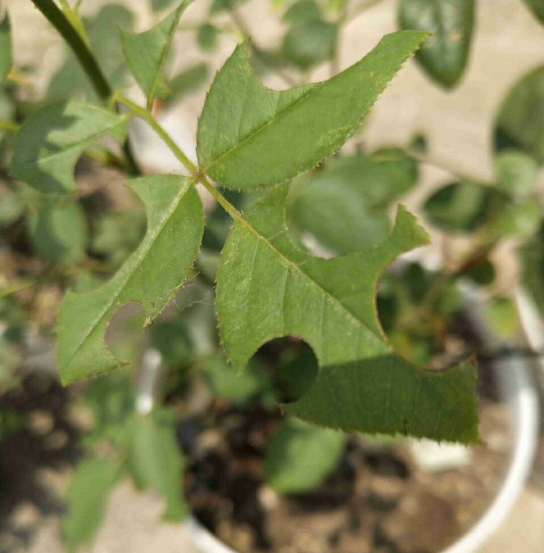 怎么對(duì)付切葉蜂(切葉蜂怎么防治) 怎么對(duì)付切葉蜂(切葉蜂怎么防治)