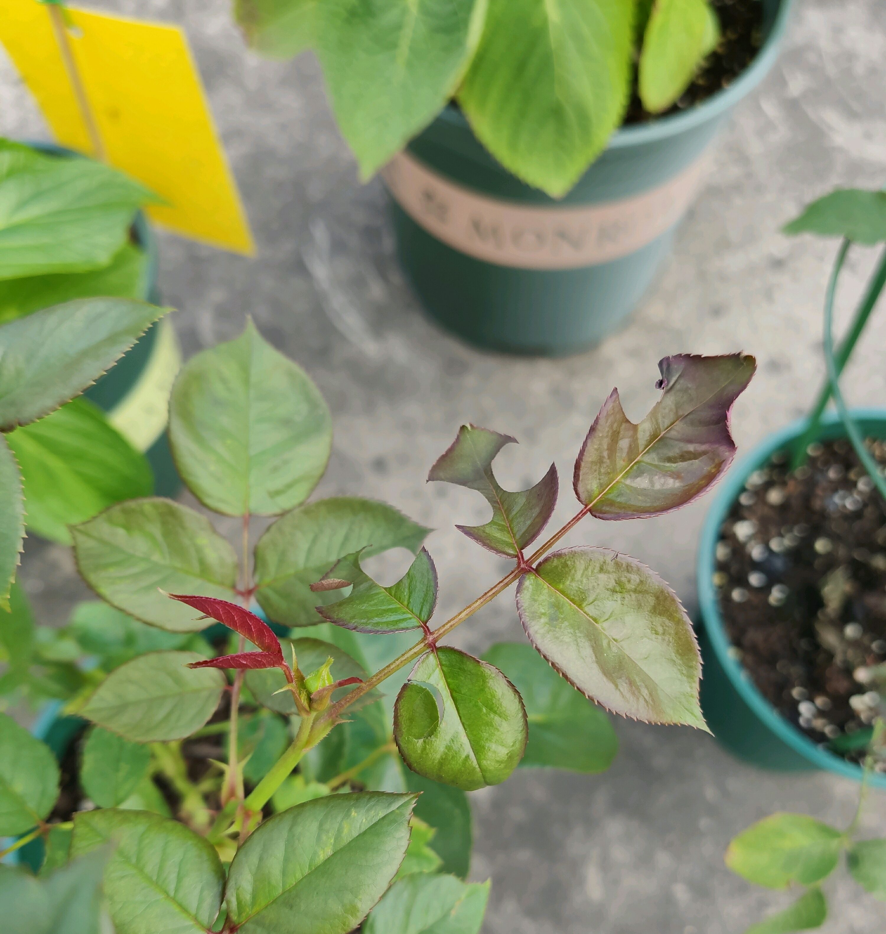 怎么對(duì)付切葉蜂(切葉蜂怎么防治) 怎么對(duì)付切葉蜂(切葉蜂怎么防治)