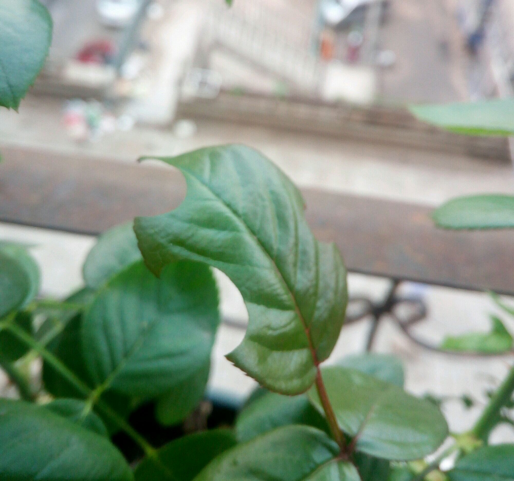 怎么對(duì)付切葉蜂(切葉蜂怎么防治) 怎么對(duì)付切葉蜂(切葉蜂怎么防治)