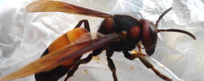 虎頭蜂最怕什么(什么能傷害虎頭蜂) 虎頭蜂最怕什么(什么能傷害虎頭蜂)