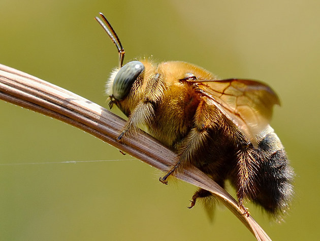 松丹一號產的工蜂是什么顏色(你是否聽說過松丹1號雙交種蜜蜂) 松丹一號產的工蜂是什么顏色(你是否聽說過松丹1號雙交種蜜蜂)